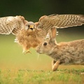 Kestrel swoops in towards a Rabbit in Richmond Park, London, England, UK